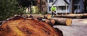 Best Tree Mulching  in Brookfield, WI
