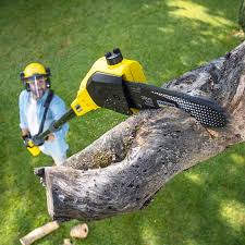 Best Storm Damage Tree Cleanup  in Brookfield, WI