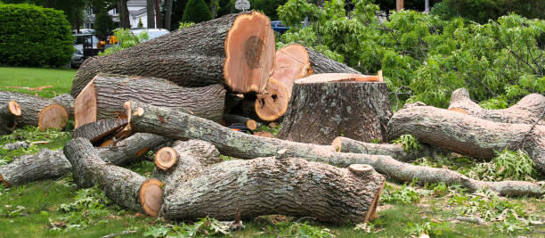 Best Tree Health Inspection  in Brookfield, WI